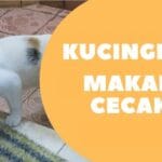 Kucing Makan Cicak