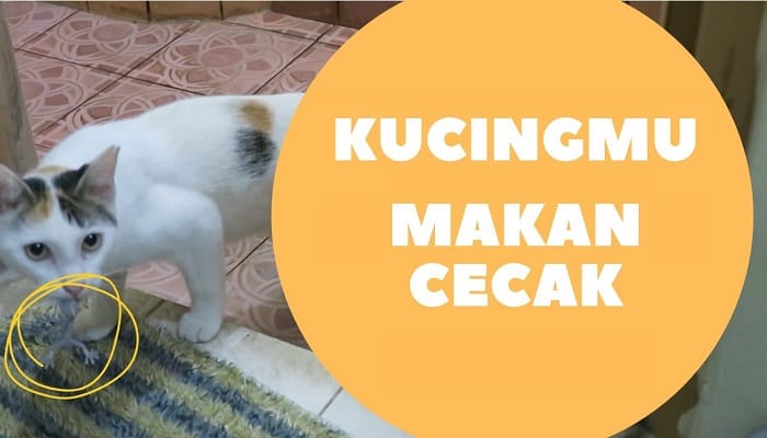 Kucing Makan Cicak